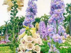 -深圳国际园林花卉博览园