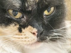 -楼上猫咖(罗湖店)