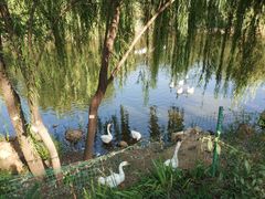 -北京张裕爱斐堡酒庄