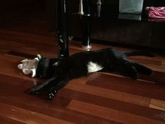 -爱侣宠医·鹦鹉专科·小型哺乳类·异宠专科(灵石路店)