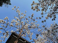 -颐和路民国时期公馆风貌区