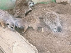 -秦皇岛野生动物园