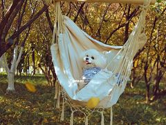 -超宠爱宠物摄影-Super pet