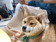 -逗柴咖啡屋·狗咖猫咖宠物桌游