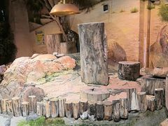 -正佳雨林生态植物园