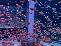 -海合安成都极地海洋公园