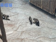 -武汉动物园