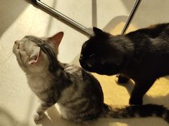 -共舞时光猫咖·狗咖(新街口店)