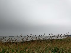 -吴淞炮台湾湿地森林公园烧烤区