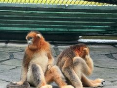 -北京野生动物园