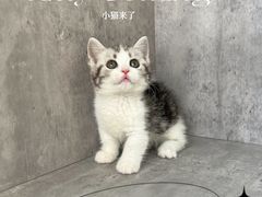 -小猫来了·猫舍(红山六九七九店)