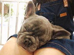 -柯斗斗主题餐厅·狗咖·围炉煮茶·茶饮(国瑞升平里店)