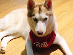 -Husky Go! 哈士奇体验馆·宠物咖啡厅狗咖
