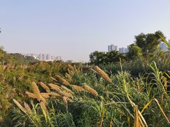 -广西壮族自治区药用植物园