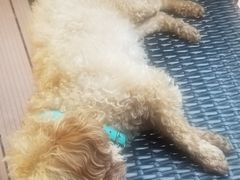 -bluefrog蓝蛙(水游城店)