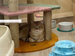 -momokira米努特·德文卷毛猫·棉花面纱犬