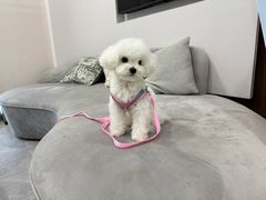 -FAELING PETS美天灵宠物(合生汇店)