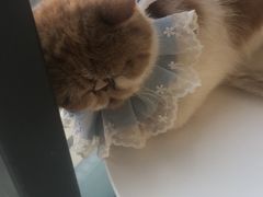 -怪兽屋·羊驼·猫咖·狗咖(俊华广场店)