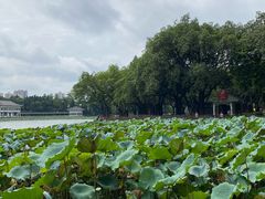 -荔湾湖公园
