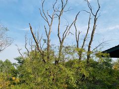 -白鹭湾湿地公园