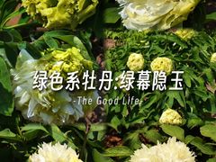 -曹州牡丹园