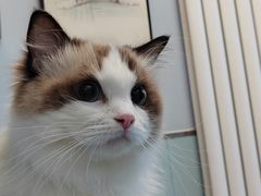 -纳吉亚猫专科动物诊疗中心(蒋宅口分院)