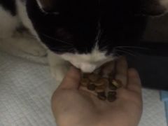 -北京派仕佳德动物医院·超导核磁·CT·神经科·骨科·内外科·急重症管理中心