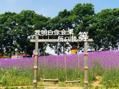 -大塘金香草谷