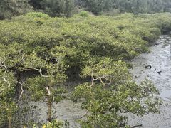 -北海金海湾红树林生态旅游区