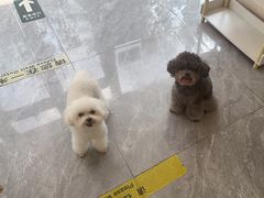 -美联众合爱康动物医院•复杂内科•肿瘤科•牙科•腔镜诊疗中心