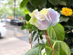 -山水茶艺馆·点心粤菜·30年老字号