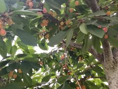 -上海菊园樱桃研究所