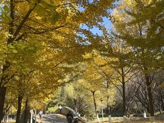 -长白岛森林公园