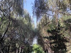 -长白岛森林公园