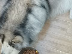 -李小姐の猫咖啡馆(五角场店)