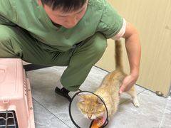 -瑞鹏宠物医院·骨外科·心肾科·肿瘤科(九亭店)