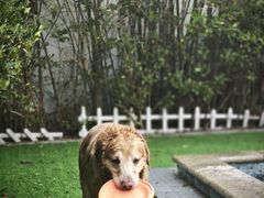 -汪说喵讲宠物乐园宠物酒店(红星美凯龙店)