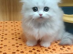 -欣宠猫屋·矮脚拿破仑·蓝金金渐层