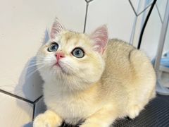 -萌兽医馆·眼科·异宠专科(三里屯店)