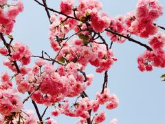 -天适樱花悠乐园