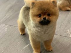 -柯斗斗主题餐厅·狗咖·围炉煮茶·茶饮(国瑞升平里店)