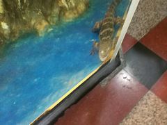 -上海大自然野生昆虫馆(东方明珠·爬宠昆虫探索中心)