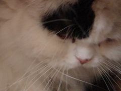 -猫小院猫主题咖啡厅(北锣店)