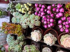 -花鸟鱼虫鲜花绿植市场(玉泉路店)