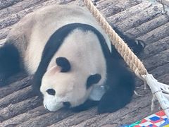 -大连森林动物园