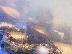 -四海蒸鲜蒸汽海鲜自助(北戴河店)