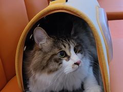 -芭比堂动物医院·犬猫全科·异宠专科(雁塔分院)