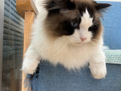 -芭比堂宠物医院·全科爱猫医院·仁德分院