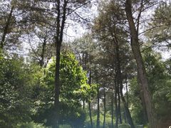 -铁山坪森林公园