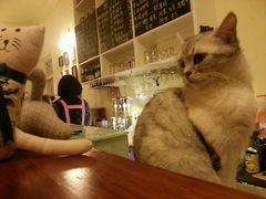 android_upload_pic-猫色咖啡·猫咖